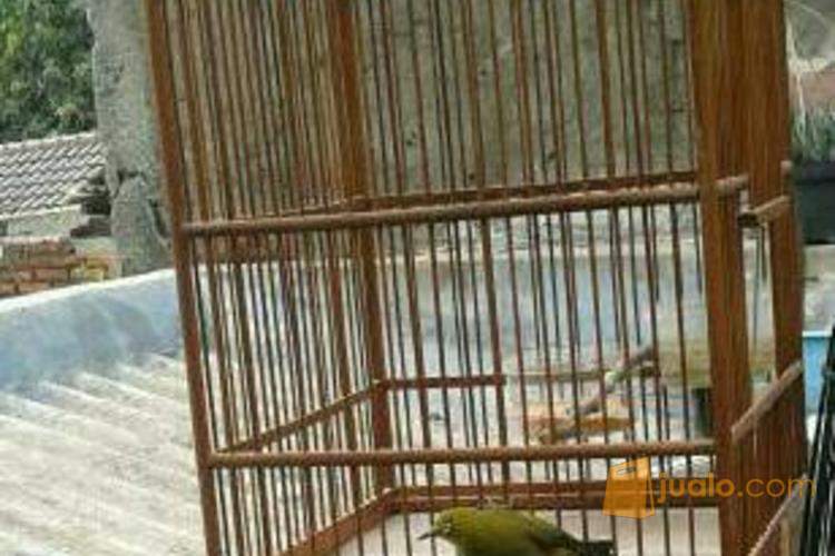 20+ Harga burung pleci dakun jatim terbaru