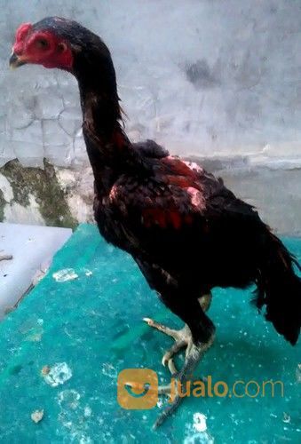 Ayam Jantan Trah Shamo Tulangan Besar Tegap Mental Jawara