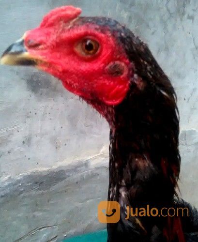 Ayam Jantan Trah Shamo Tulangan Besar Tegap Mental Jawara