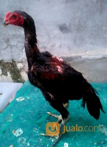 Ayam Jantan Trah Shamo Tulangan Besar Tegap Mental Jawara