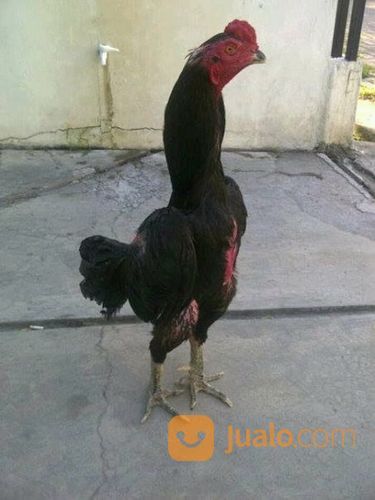 Ayam Jantan Trah Shamo Tulangan Besar Tegap Mental Jawara