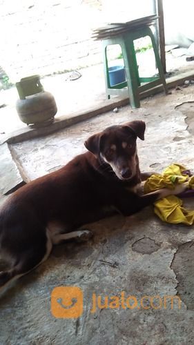 29++ Anjing beagle mix tekel update