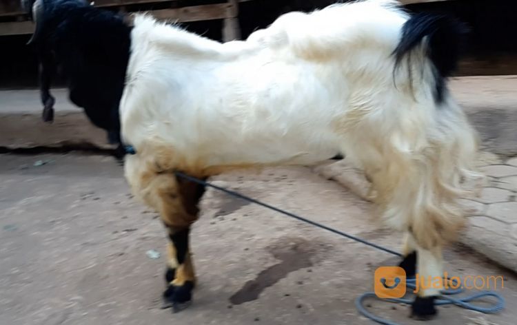 Supplier Hewan Qurban Jakarta Sapi Dan Kambing PARTAI (Reseller) & ECERAN