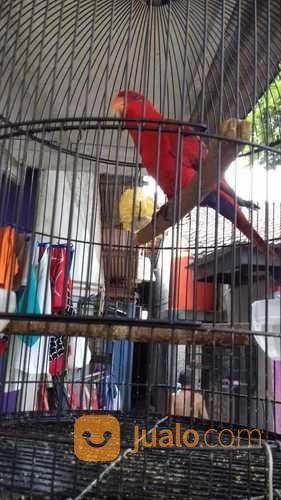 39+ Burung nuri merah terupdate