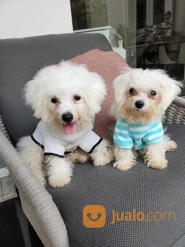 Bichon Frise Sepasang Umur 4bulan Beda Indukan High Quality