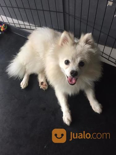 Anjing Mini Pom Medan Jualo