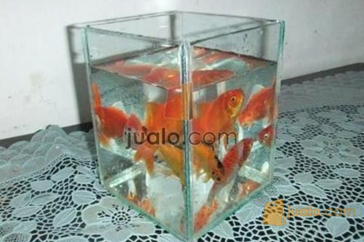 Produsen Aquarium Mini Murah Di Aceh Meulaboh Jualo