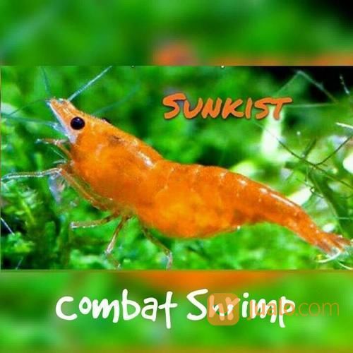 Udang Hias Orange Air Tawar Dan Aquascape Pusat Udang Hias