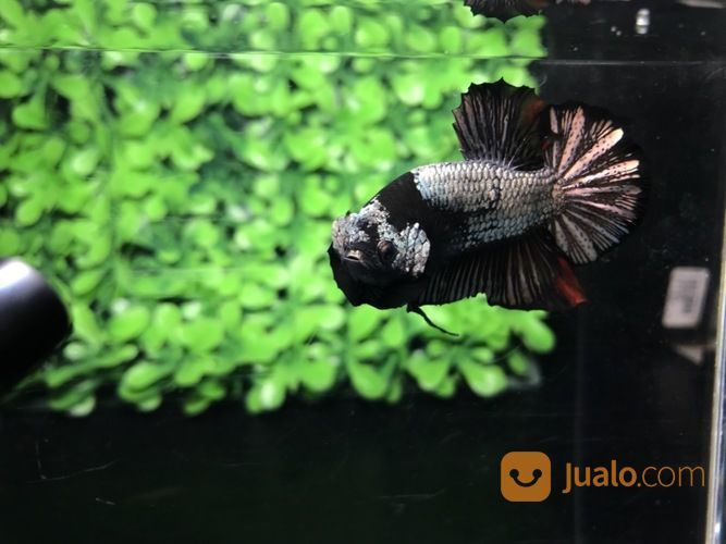 Ikan Cupang Hias Berkualitas Plakat Black Mamba Copper Medan Jualo