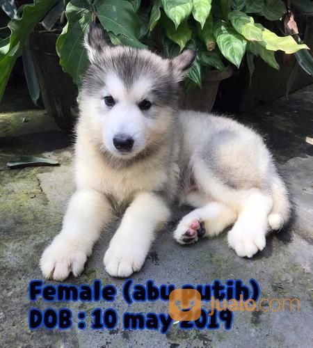 Anjing Alaskan Malamute Top Quality Jakarta Utara Jualo