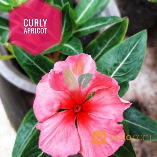 Biji Bunga Vinca Curly Apricot Kab Nganjuk Jualo