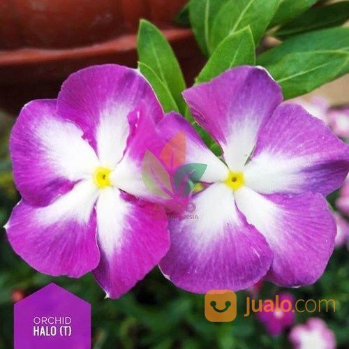 Biji Bunga Vinca Orchid Halo T Kab Nganjuk Jualo