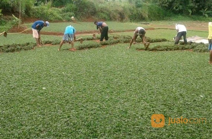 Rumput Asli Gajah Mini Penghijauan Taman Alami Untuk Penghijauan Rumah