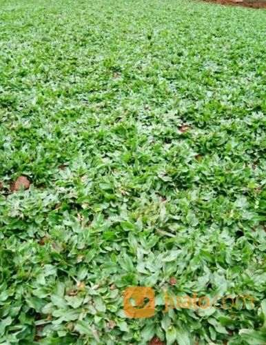 Rumput Asli Gajah Mini Penghijauan Taman Alami Untuk Penghijauan Rumah