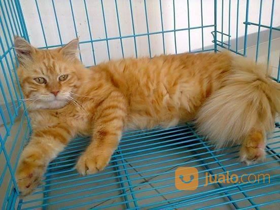 Kucing Persia Medium Jantan Usia 13 Bln Lg Belajar Birahi Kab Bandung Jualo