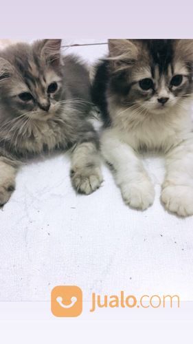 Kucing Persia Peak Nose Betina 3,5bulan