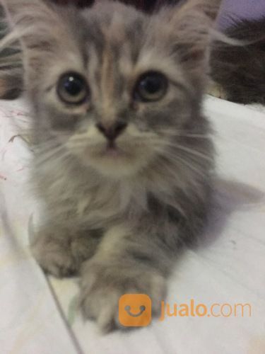 Kucing Persia Peak Nose Betina 3,5bulan