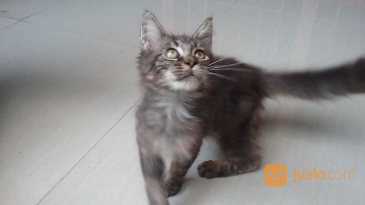 Kitten Maincon Murah , Sehat, Makarel Bagus Bongsor. Bisa Cek Lokasi