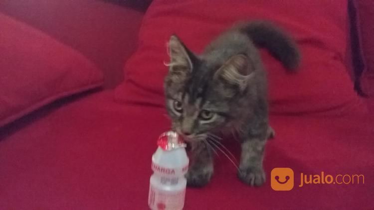 Kitten Maincon Murah , Sehat, Makarel Bagus Bongsor. Bisa Cek Lokasi