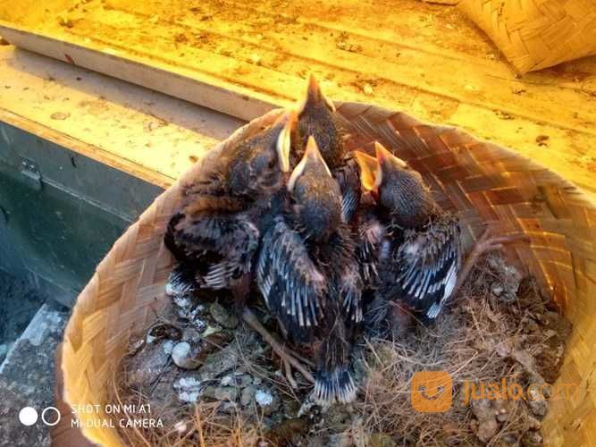 Lolohan Burung Jalak Kebo Dan Pelatuk Bawang Jinak Jakarta