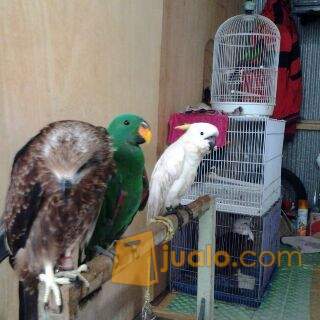 33++ Harga burung nuri bayan anakan terbaru