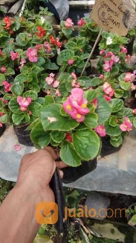 Menerima Jasa Taman Tanaman Bunga Begonia Siap Order Bogor Jualo