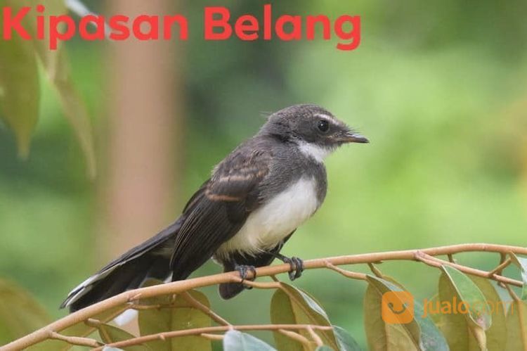 28+ Harga burung sikatan kipas terbaru