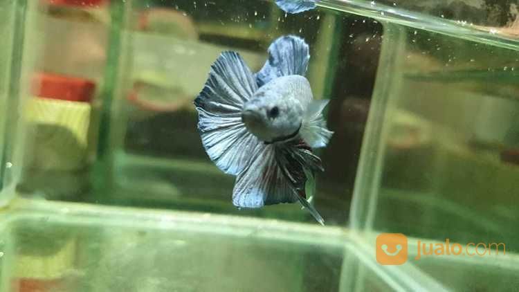Ikan Cupang Giant Plakat Halfmoon Cooper Grey Hmpk Jakarta Pusat Jualo