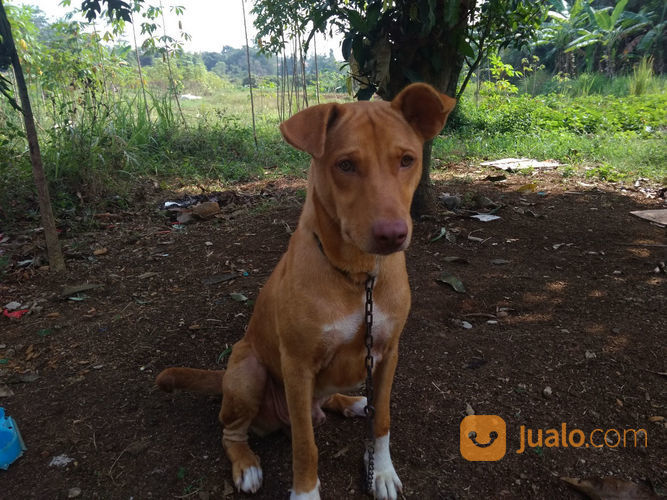 American Pitbull Terrier X Kampung Umur 8bln Non Vaksin