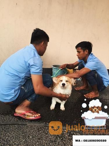 Jasa Grooming / Groomer Panggilan - Salon Hewan Mandi Anjing Kucing