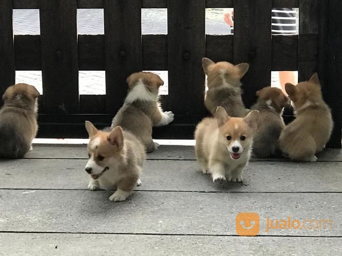  Jual Beli Anjing  Peliharaan Surabaya Jawa Timur Baru 2 