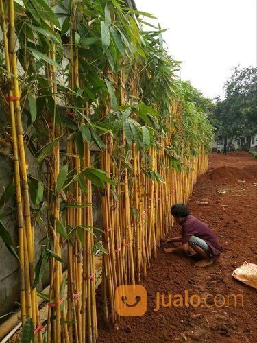 Pohon Bambu Kuning Pemanis Pagar Rumah Bogor Jualo