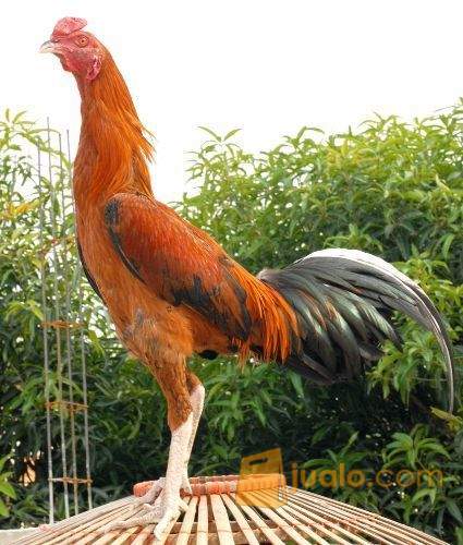 Edisi Muda Istimewa Ayam Bangkok Birma Anti Lock Tampar Mata Fci 244 Jpru Jakarta Timur Jualo