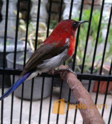 15+ Burung kolibri sepah raja jantan terbaru