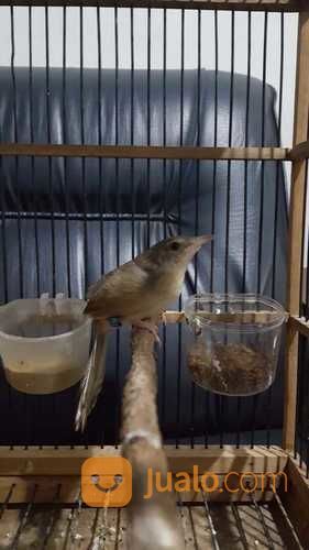 Burung Prenjak Gunung Ciblek Gunung Gacor Kab Jombang Jualo