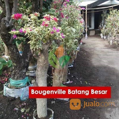 Featured image of post Harga Bunga Bougenville Bunga bougenville termasuk jenis bunga yang mudah untuk dibudidayakan