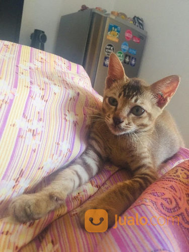 Jual Beli Kucing Peliharaan Bali Baru Dan Bekas Jualo