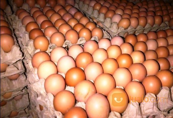 Telur Ayam Negeri Isi 1 Peti 15 Kg Bandar Lampung Jualo