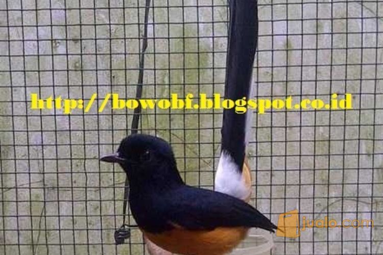 Penangkaran Burung Kicau Berkwalitas Bowobf Citeureup Jualo