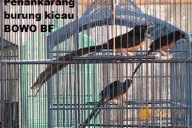 Penangkaran Burung Kicau Berkwalitas Bowobf Citeureup Jualo