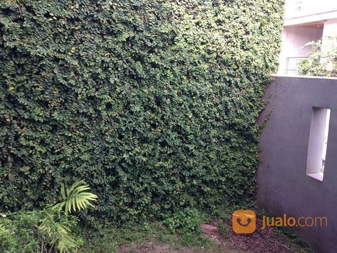Pohon Dolar Rambat 081298415350