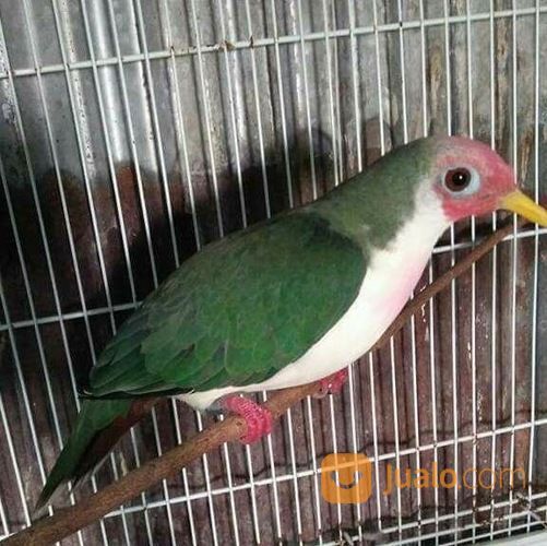 Burung Punai Jambu Unik Antik Cantik Jakarta Selatan Jualo
