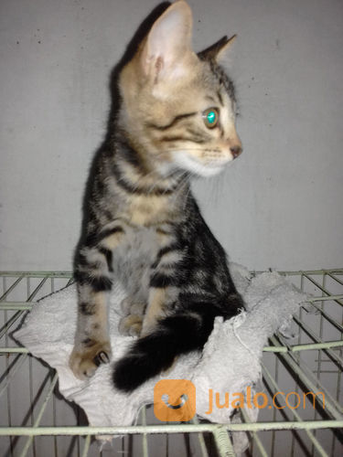 Anak Kucing Bengal 3 Bulan di Kota Medan, Sumatera Utara | Jualo.com