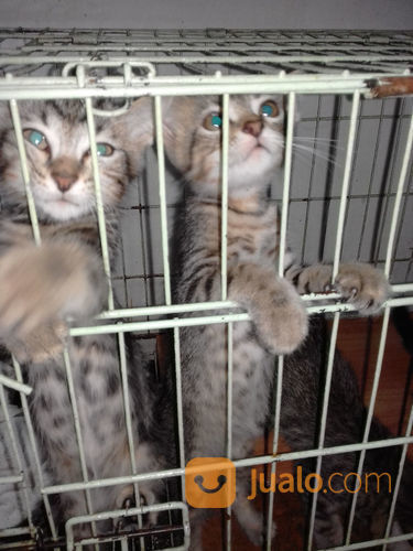 Anak Kucing Bengal 3 Bulan di Kota Medan, Sumatera Utara | Jualo.com
