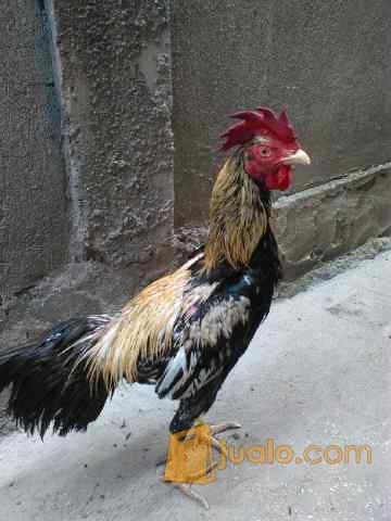 Ayam Bangkok Birma Ori Main Oke Khas Birma Jakarta Timur Jualo