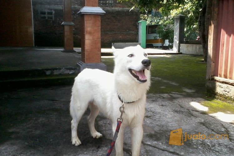 Anjing Siberian Husky Putih Jantan Umur 1 5 Th Stamb Tulang Kasar