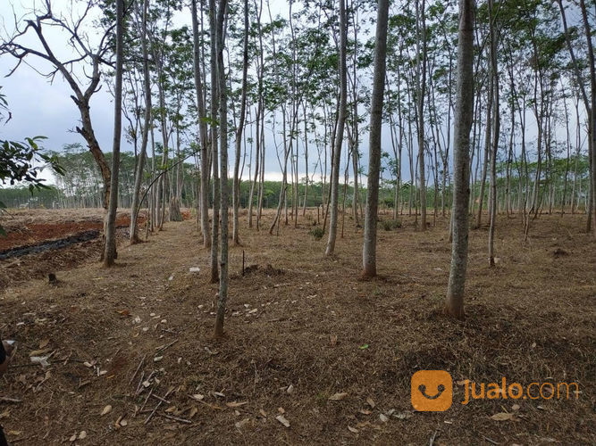 tanah pertanian untuk disewa