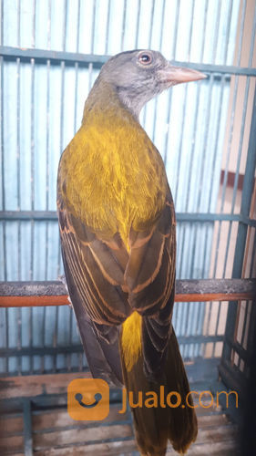 Burung Kepodang Hutan Jakarta Timur Jualo
