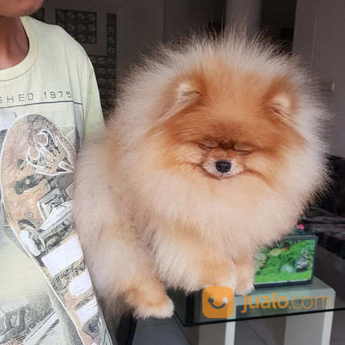 27++ Mini pom anjing lucu info