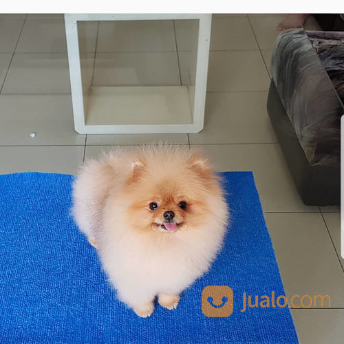 Anjing Mini Pom Jakarta Barat Jualo